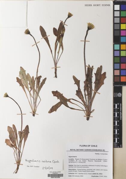 Hypochaeris arenaria [Espécimen: ]