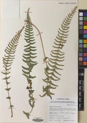Blechnum hastatum [Espécimen: ]