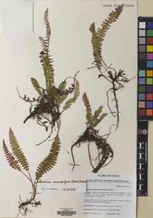Austroblechnum lechleri [Espécimen: ]