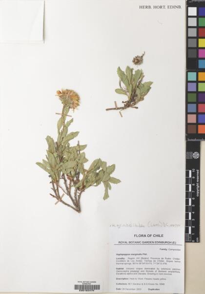 Haplopappus grindelioides [Espécimen: ]