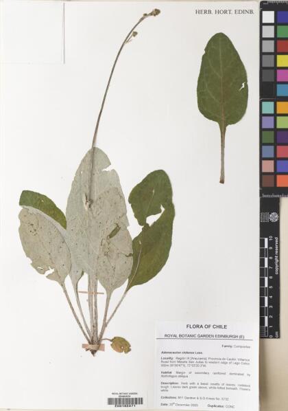 Adenocaulon chilense [Espécimen: ]