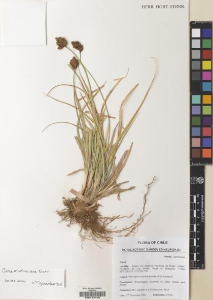 Carex macloviana [Espécimen: ]