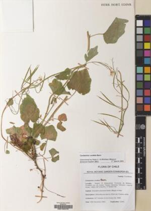 Cardamine cordata [Espécimen: ]
