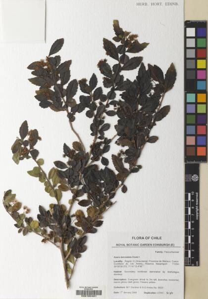 Azara lanceolata [Espécimen: ]
