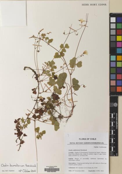 Oxalis dumetorum [Espécimen: ]