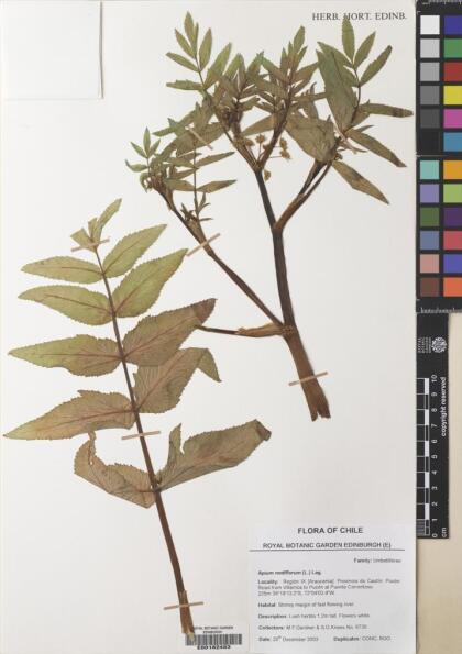 Apium nodiflorum [Espécimen: ]