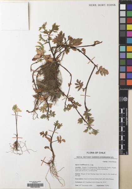 Apium nodiflorum [Espécimen: ]