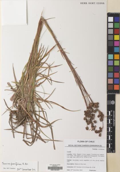 Juncus planifolius [Espécimen: ]