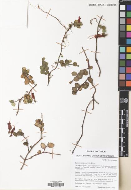 Sarmienta scandens [Espécimen: ]