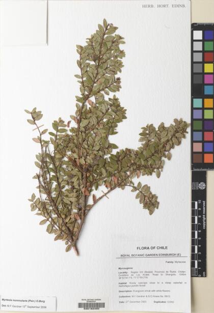 Myrteola nummularia [Espécimen: ]