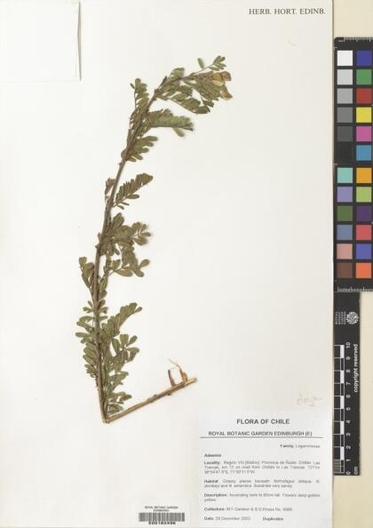 Adesmia propinqua [Espécimen: ]