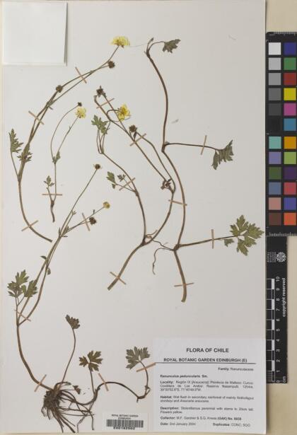 Ranunculus peduncularis [Espécimen: ]