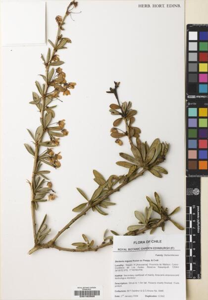 Berberis trigona [Espécimen: ]