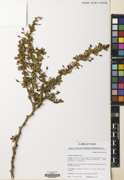 Berberis montana [Espécimen: ]