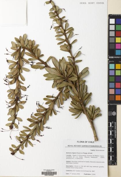 Berberis trigona [Espécimen: ]