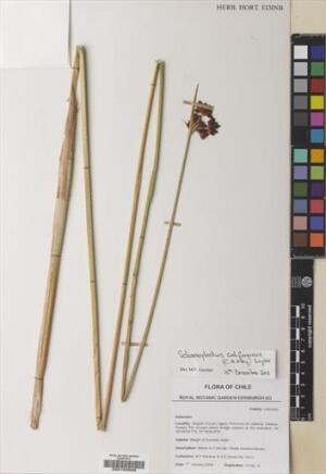 Schoenoplectus californicus [Espécimen: ]