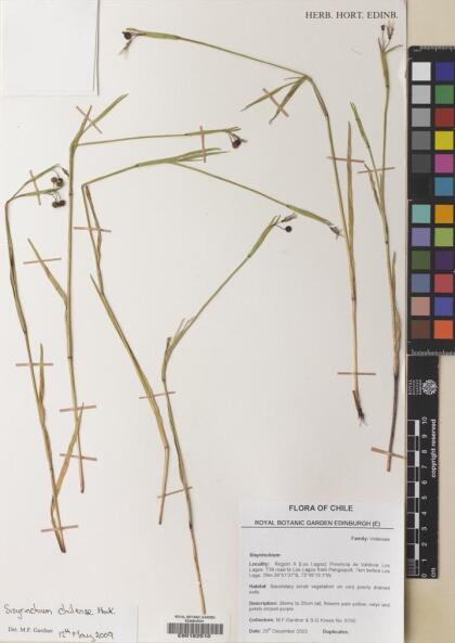 Sisyrinchium chilense [Espécimen: ]