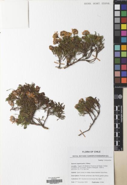 Senecio aspericaulis [Espécimen: ]