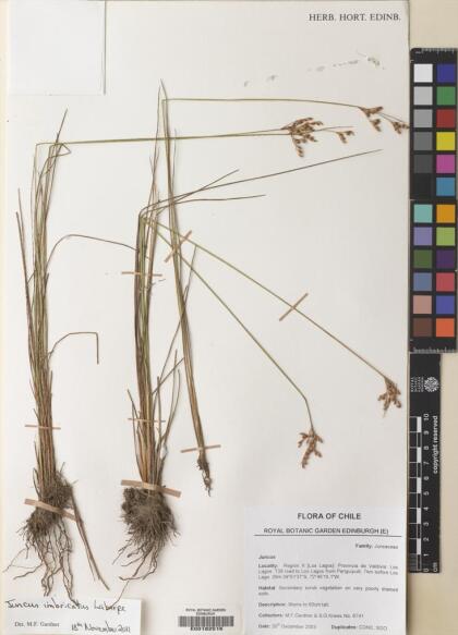 Juncus imbricatus [Espécimen: ]