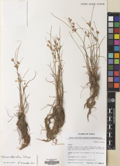 Juncus imbricatus [Espécimen: ]