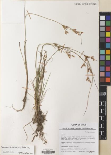 Juncus imbricatus [Espécimen: ]