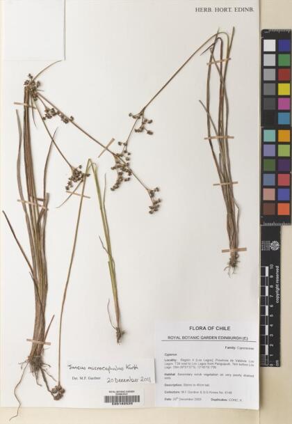 Juncus microcephalus [Espécimen: ]
