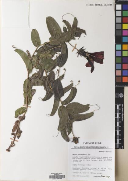 Mutisia spinosa [Espécimen: ]