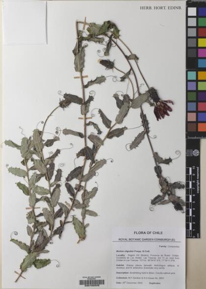 Mutisia oligodon [Espécimen: ]