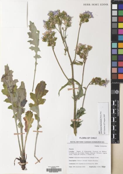 Leucheria glacialis [Espécimen: ]