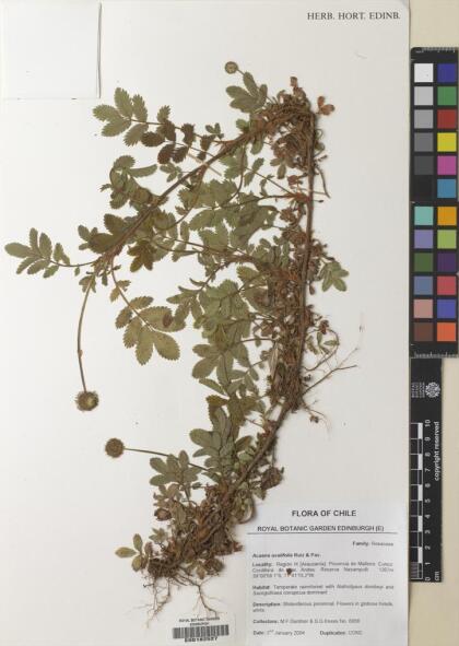 Acaena ovalifolia [Espécimen: ]