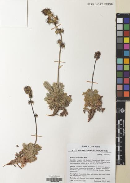 Acaena leptacantha [Espécimen: ]