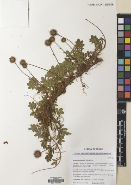 Acaena ovalifolia [Espécimen: ]