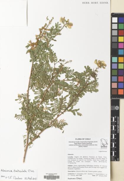 Adesmia propinqua [Espécimen: ]
