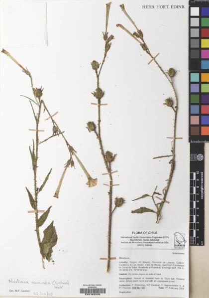 Nicotiana acuminata [Espécimen: ]