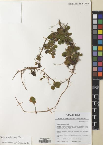 Rubus radicans [Espécimen: ]