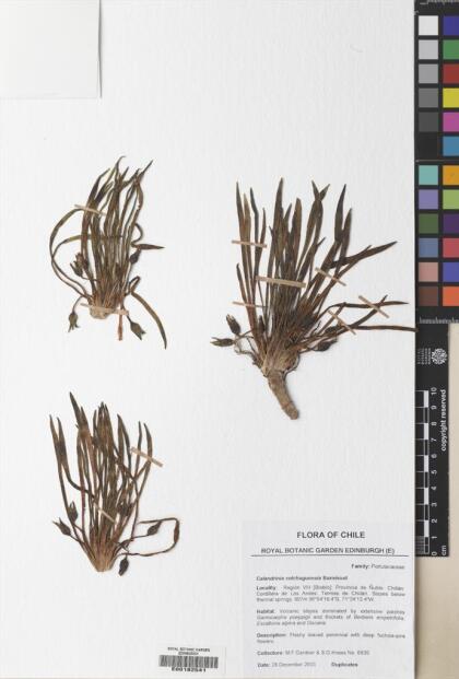 Calandrinia colchaguensis [Espécimen: ]