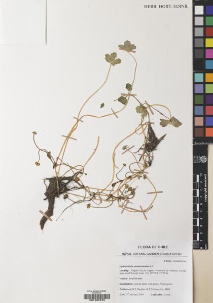 Hydrocotyle ranunculoides [Espécimen: ]