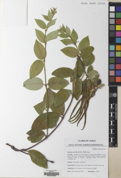 Elytropus chilensis [Espécimen: ]