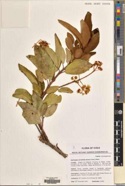 Hydrangea serratifolia [Espécimen: ]