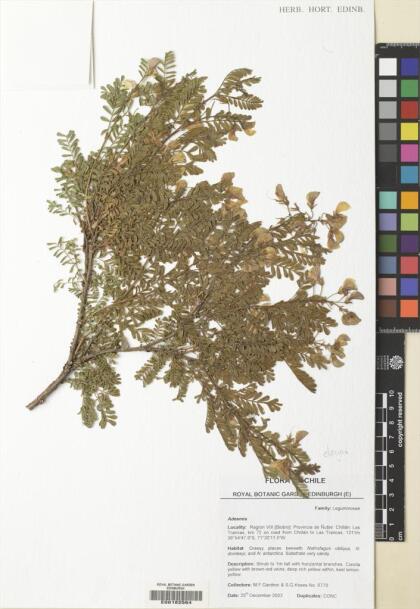 Adesmia propinqua [Espécimen: ]