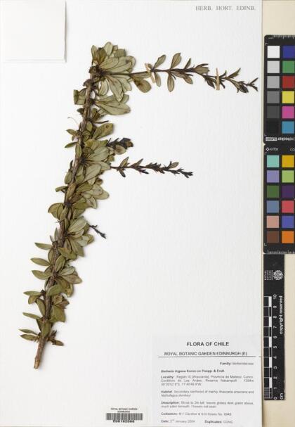 Berberis trigona [Espécimen: ]