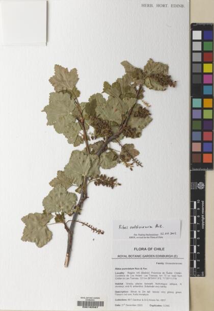 Ribes valdivianum [Espécimen: ]