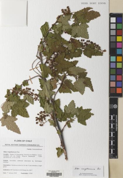 Ribes magellanicum [Espécimen: ]