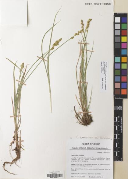 Carex canescens [Espécimen: ]