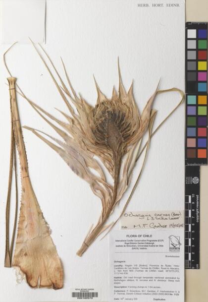 Ochagavia carnea [Espécimen: ]