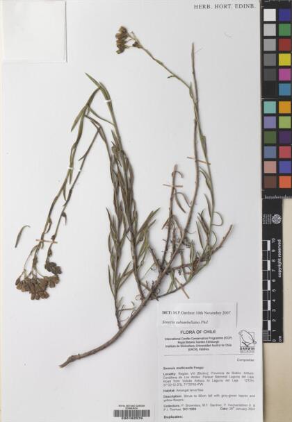 Senecio subumbellatus [Espécimen: ]