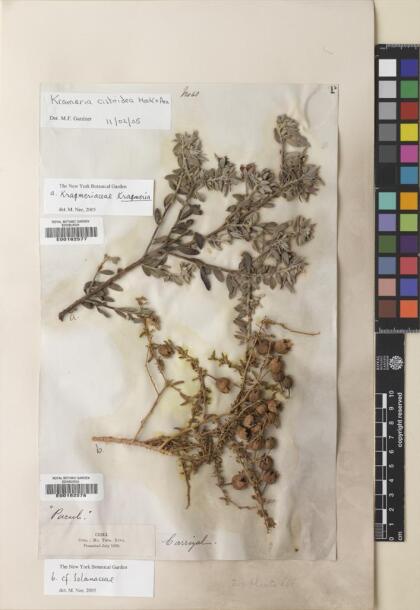 Krameria cistoidea [Espécimen: ]