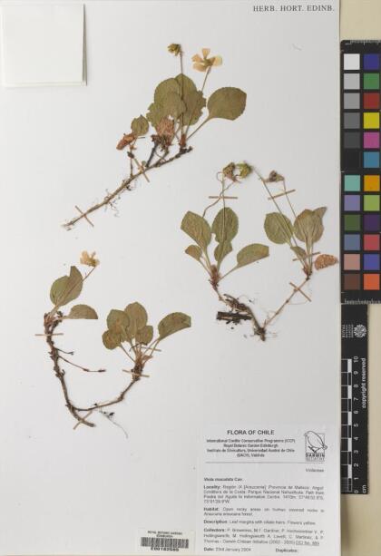 Viola maculata var. maculata [Espécimen: ]