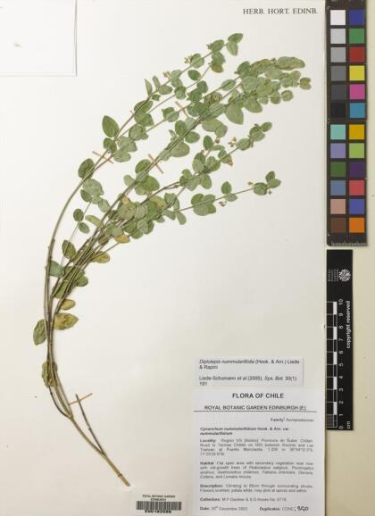 Diplolepis nummulariifolia [Espécimen: ]
