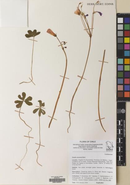 Oxalis arenaria [Espécimen: ]